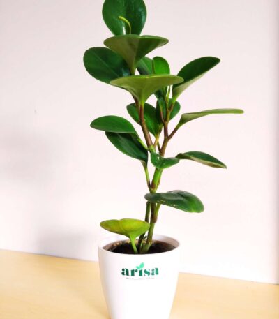 Peperomia Green Plant 1