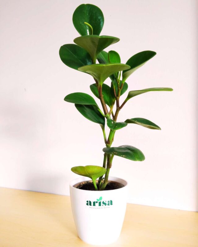 Peperomia Green Plant 1