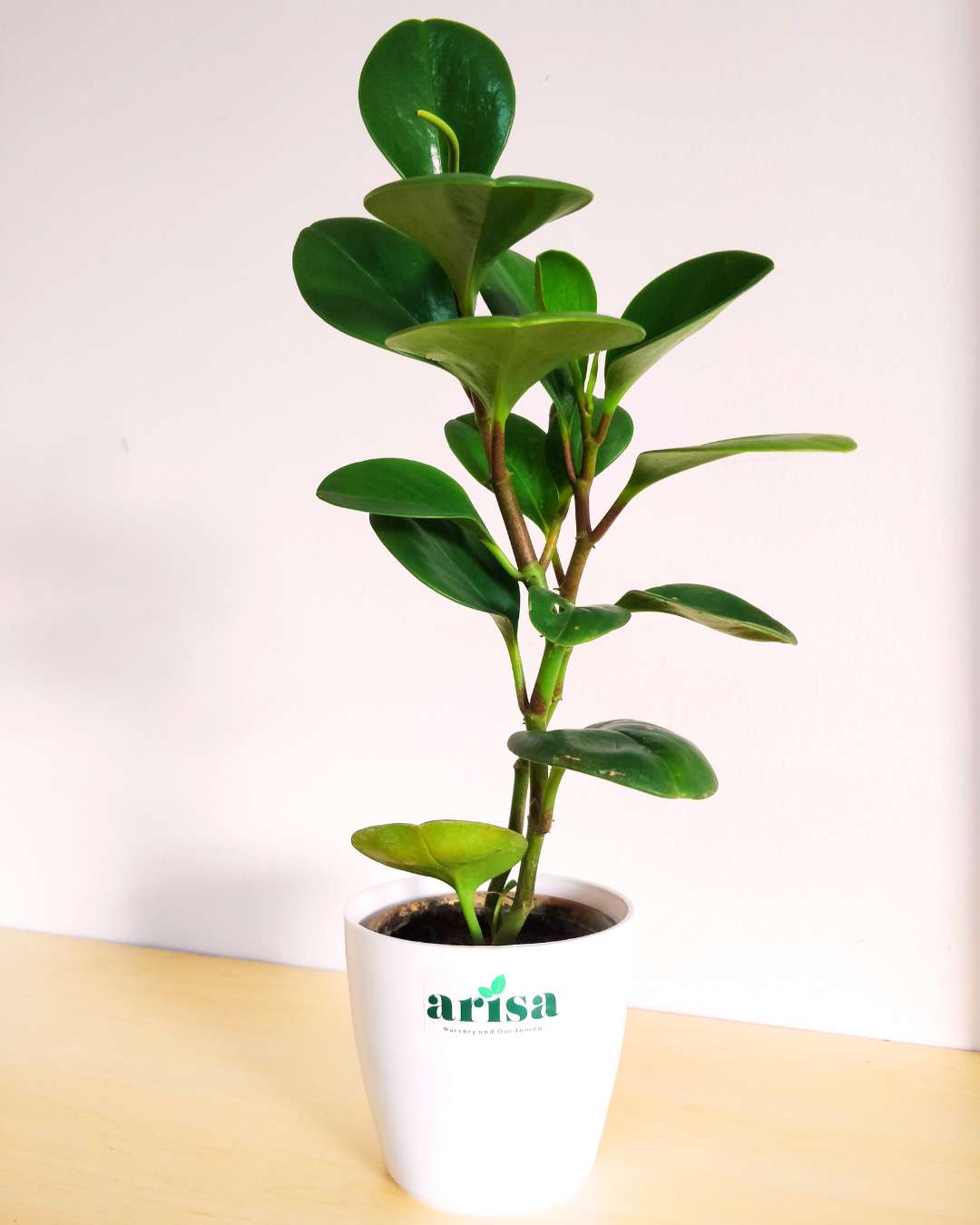 Peperomia Green Plant 1 Peperomia Green Plant 1