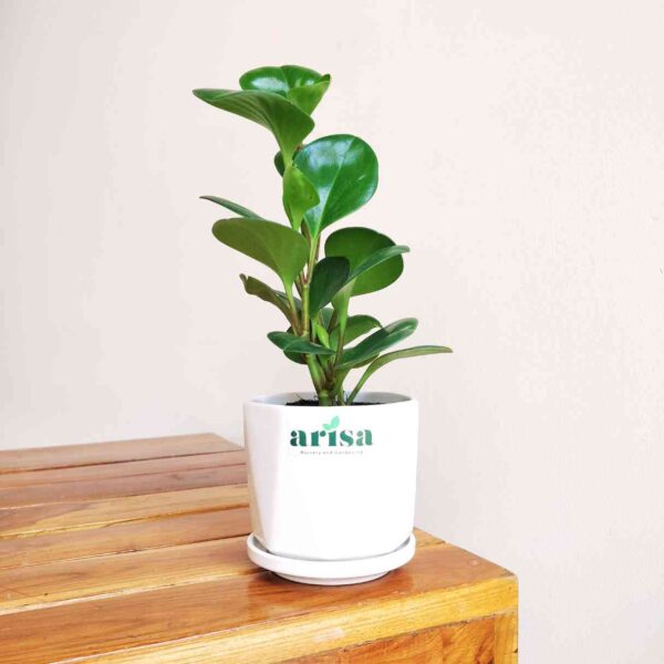 Peperomia Green Plant