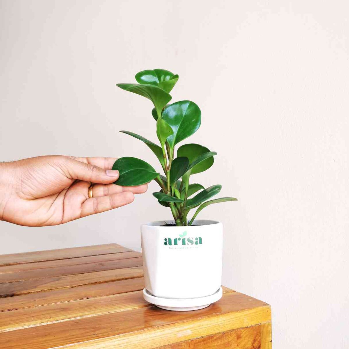 Peperomia Green Plant