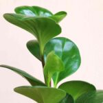 Peperomia Green Plant