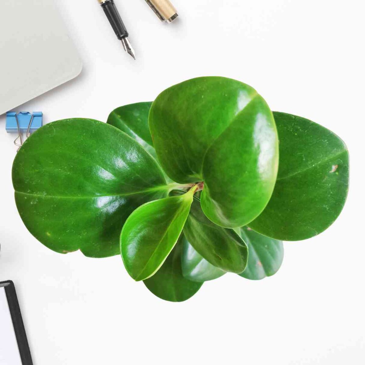 Peperomia Green Plant