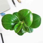 Peperomia Green Plant