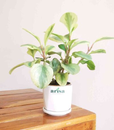 Peperomia Variegated