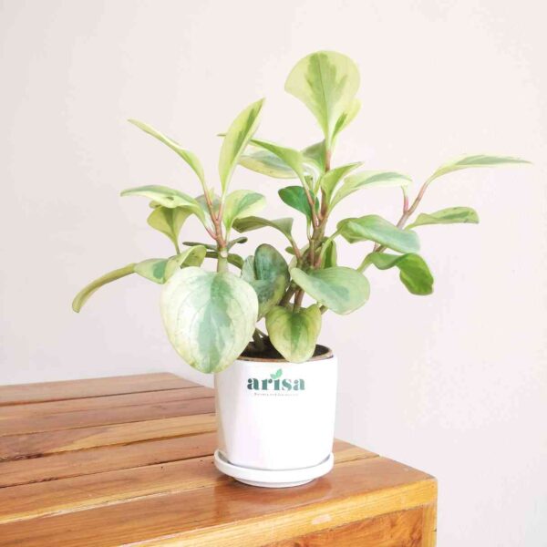 Peperomia Variegated