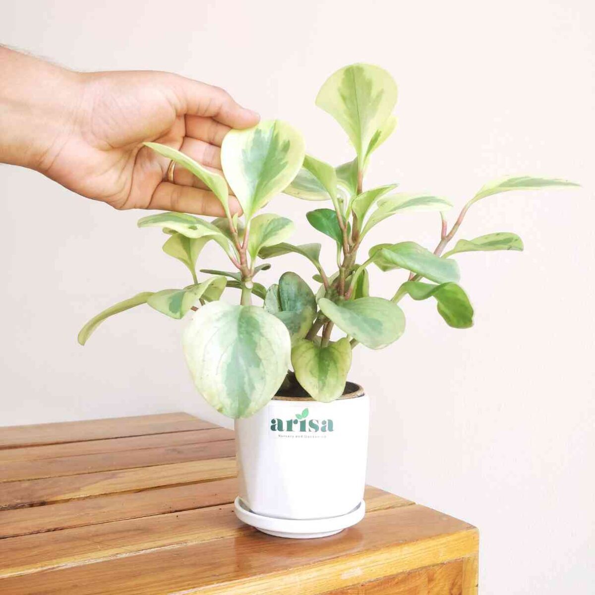 Peperomia Variegated