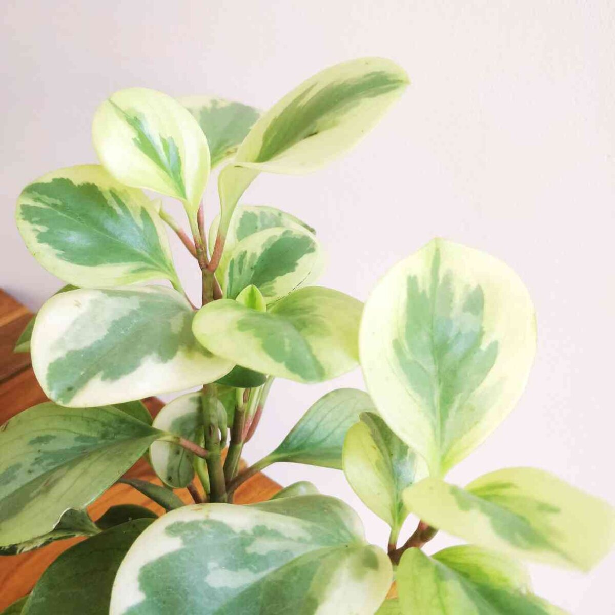Peperomia Variegated