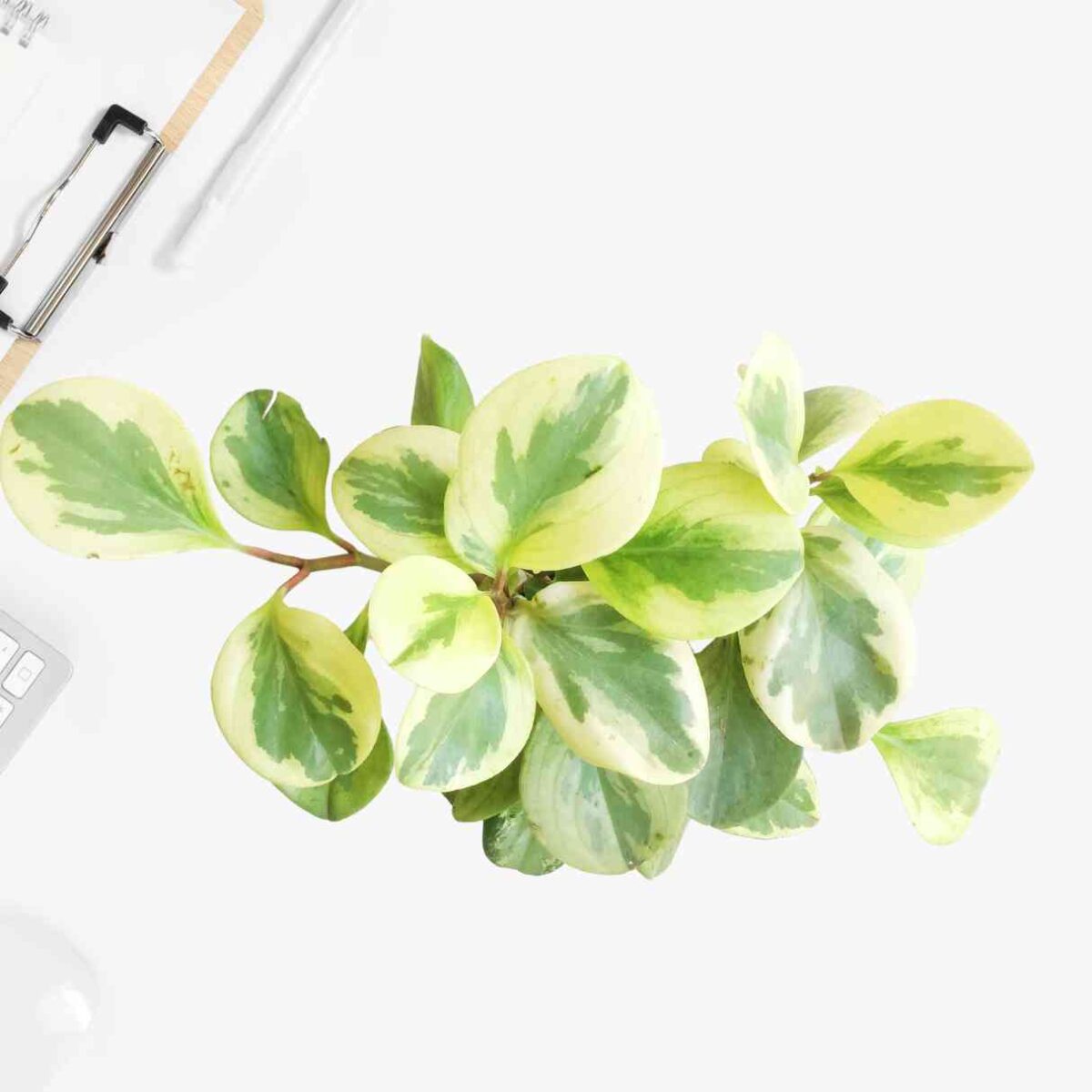 Peperomia Variegated