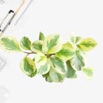 Peperomia Variegated