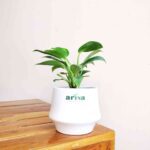 Philodendron Birkin