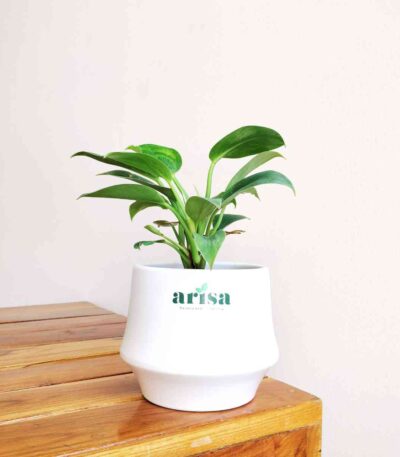 Philodendron Birkin