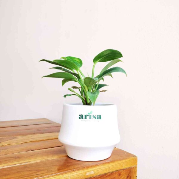 Philodendron Birkin