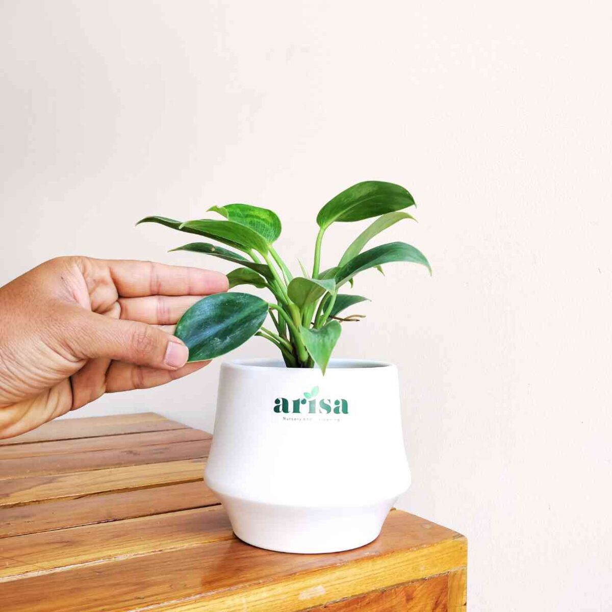 Philodendron Birkin