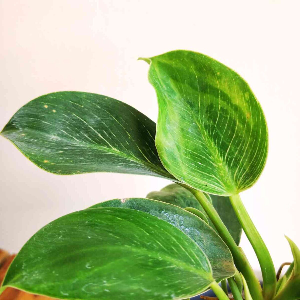Philodendron Birkin