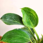 Philodendron Birkin