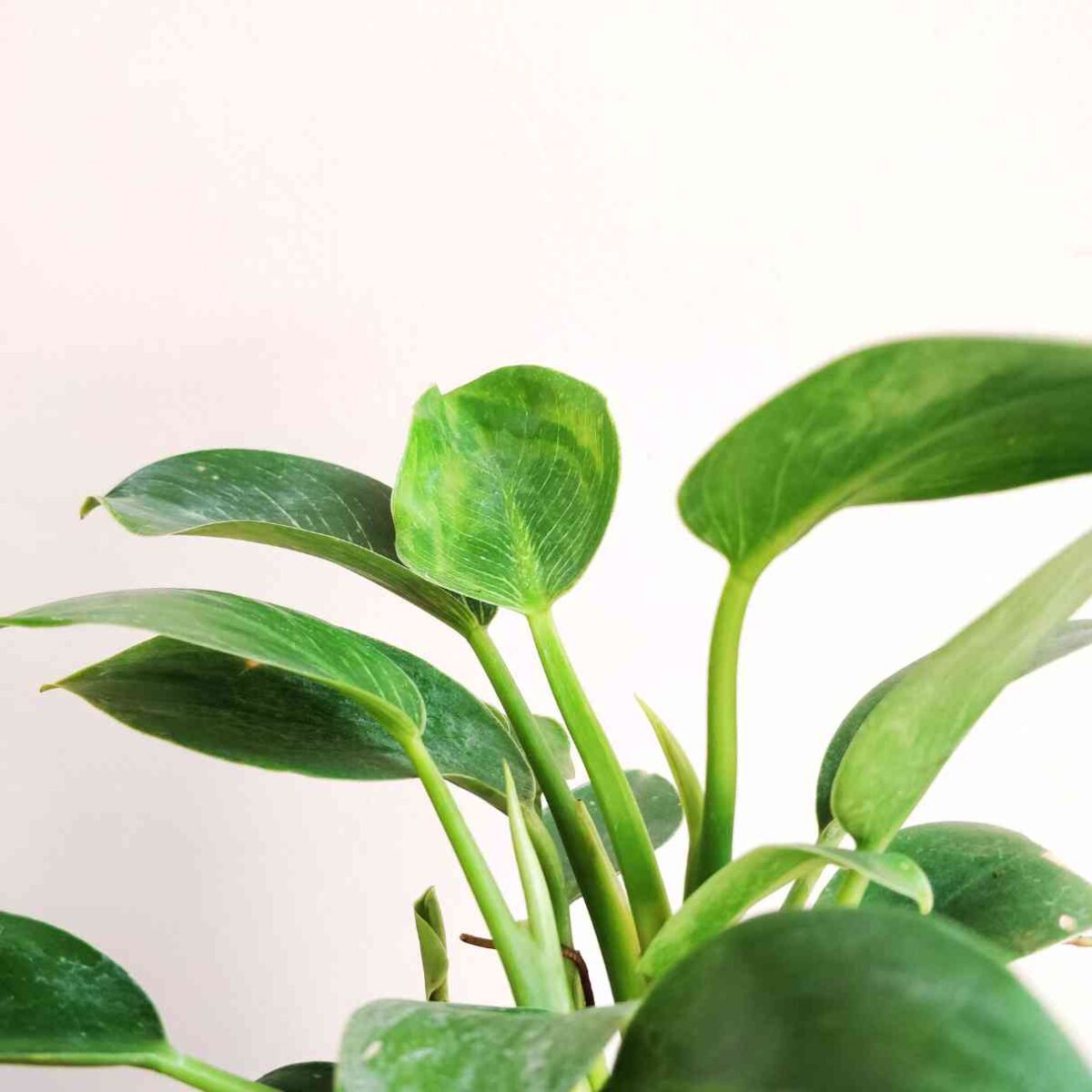 Philodendron Birkin