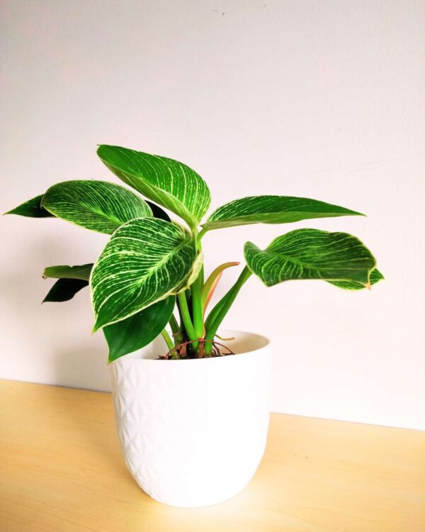Philodendron Birkin White 4.5wp 1