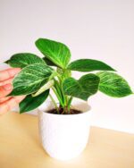 Philodendron Birkin White 4.5wp 2