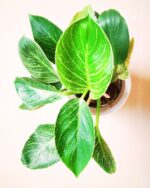 Philodendron Birkin White 4.5wp 3