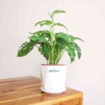 Broken Heart Plant