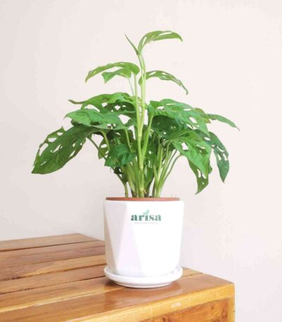 Broken Heart Plant
