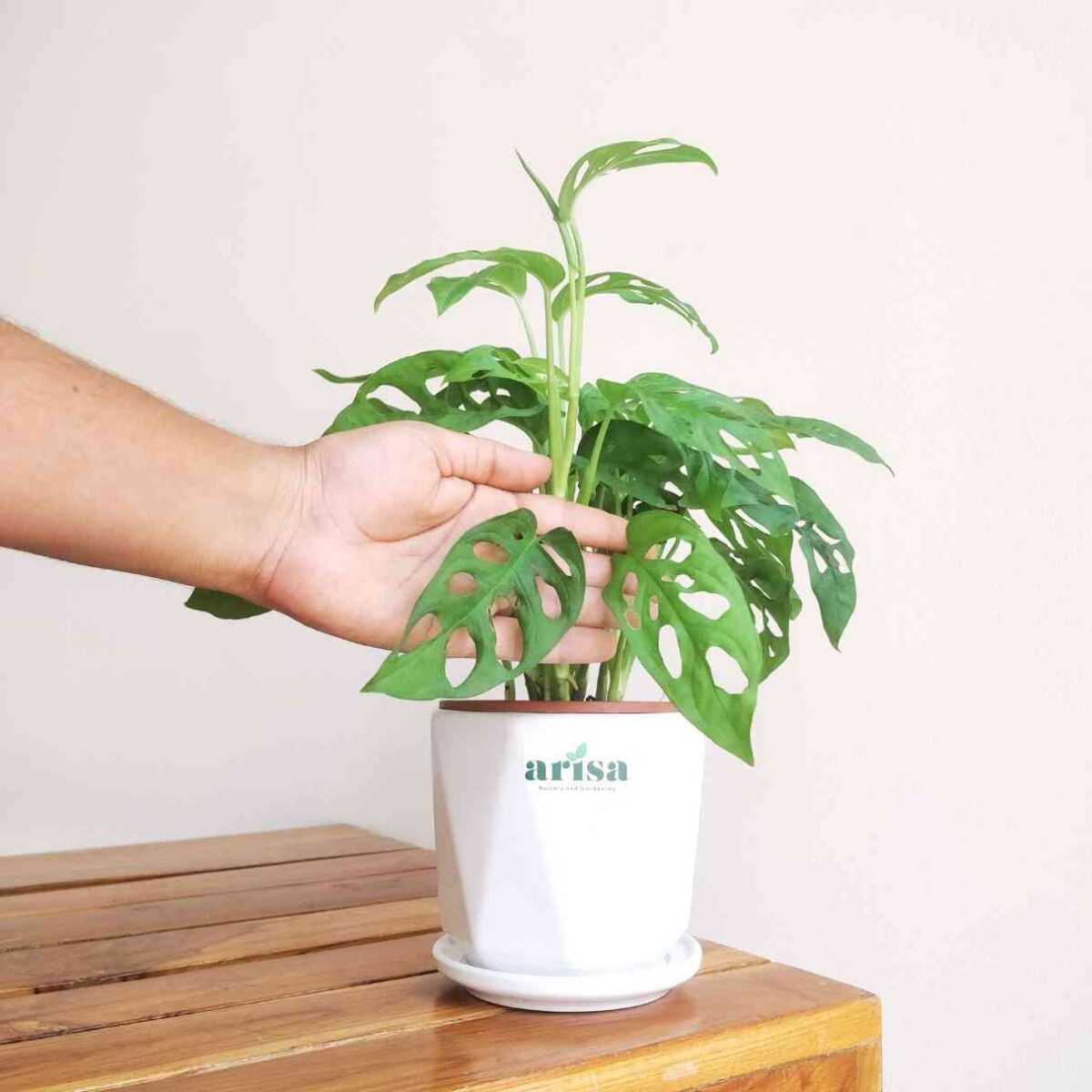 Broken Heart Plant