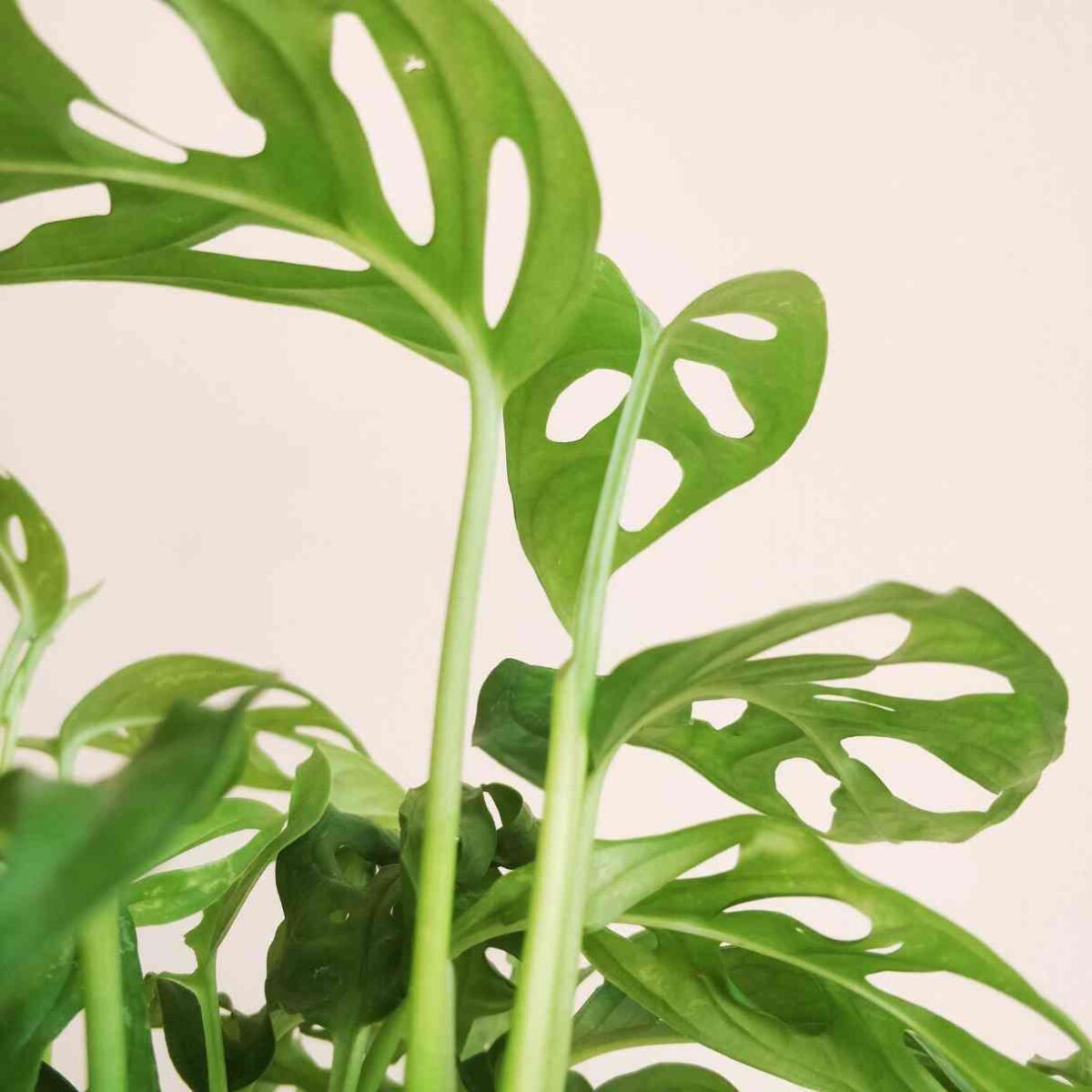 Broken Heart Plant