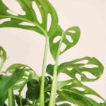 Broken Heart Plant