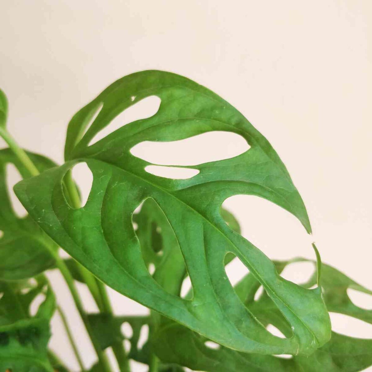 Broken Heart Plant