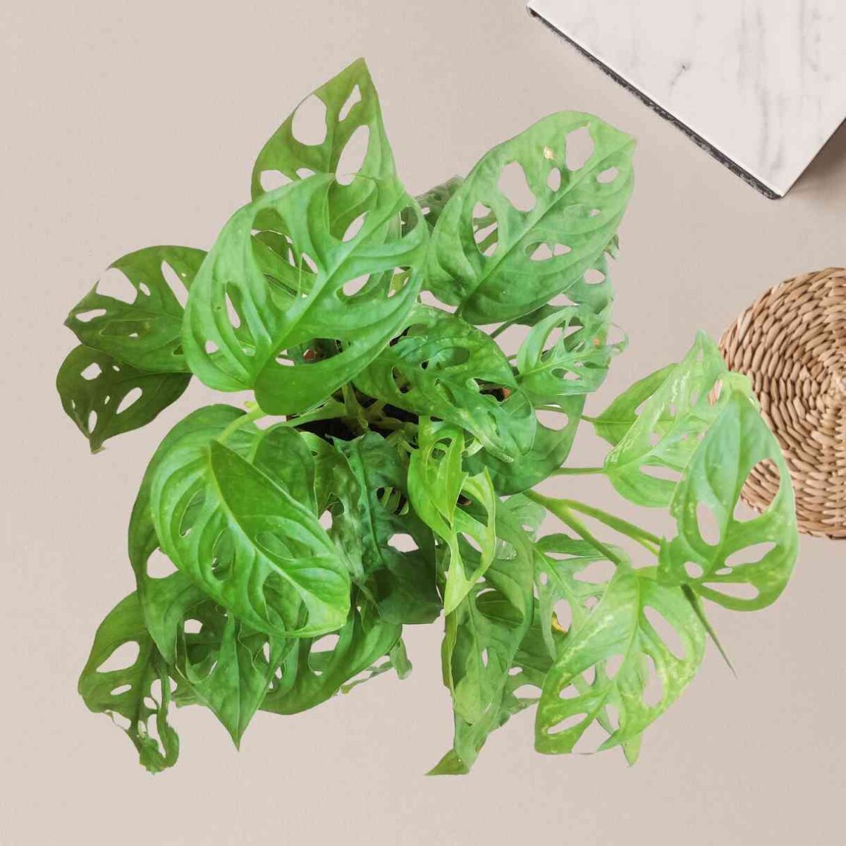 Broken Heart Plant