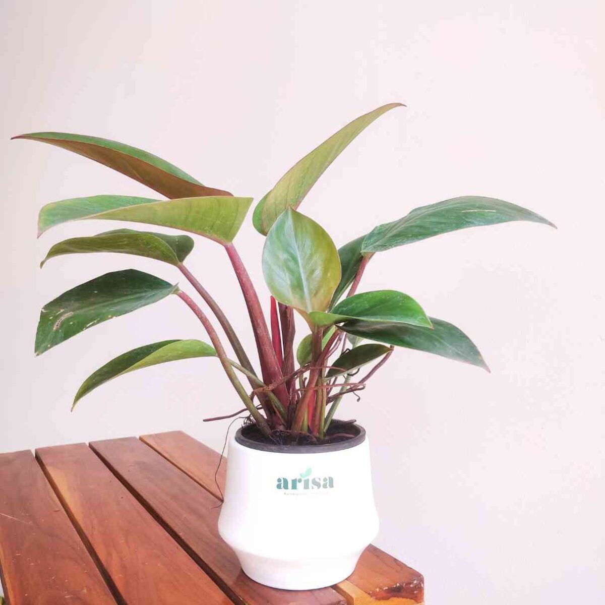 Philodendron Congo