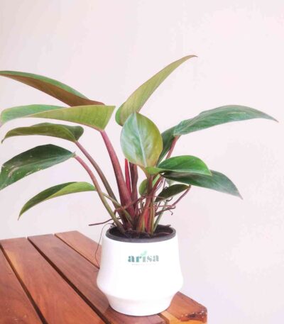 Philodendron Congo