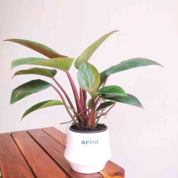 Philodendron Congo