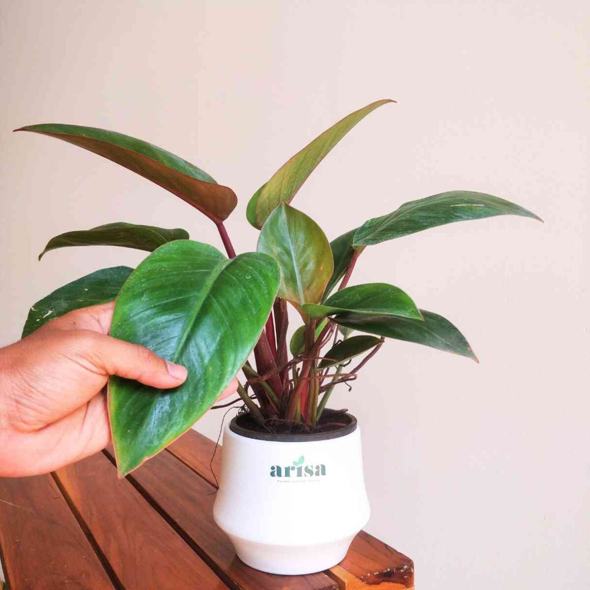 Philodendron Congo