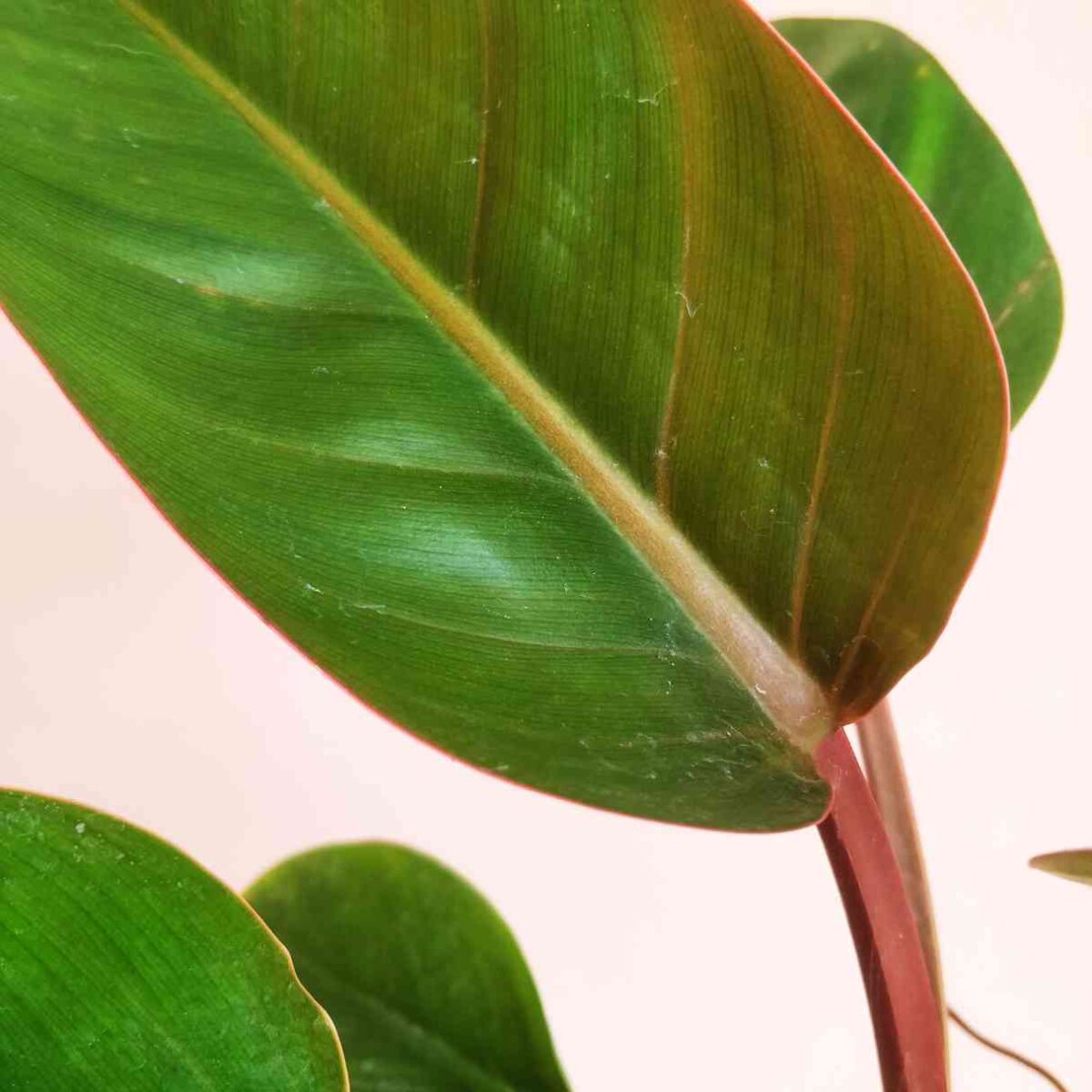 Philodendron Congo