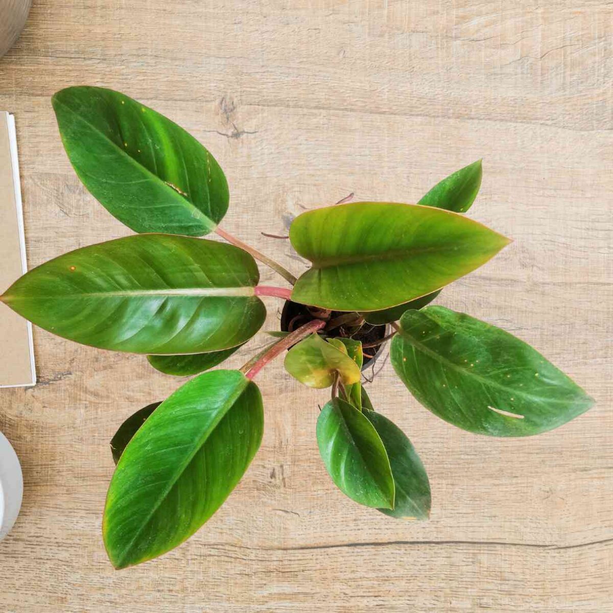Philodendron Congo