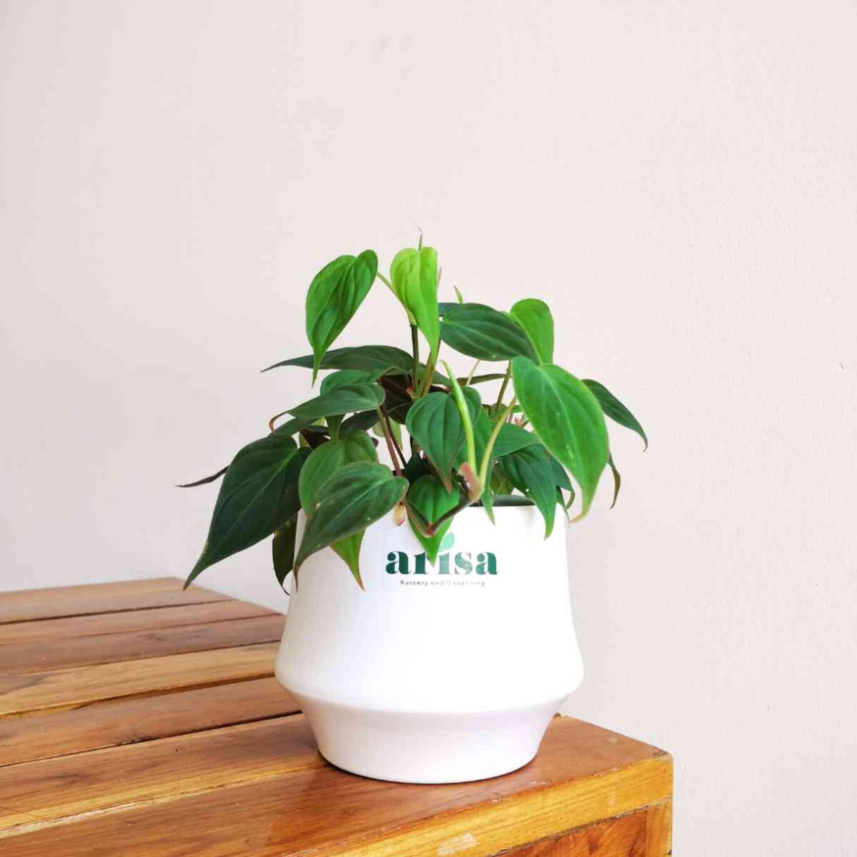Philodendron Micans Plant