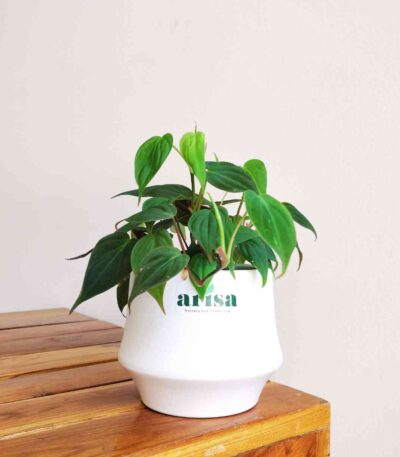 Philodendron Micans Plant
