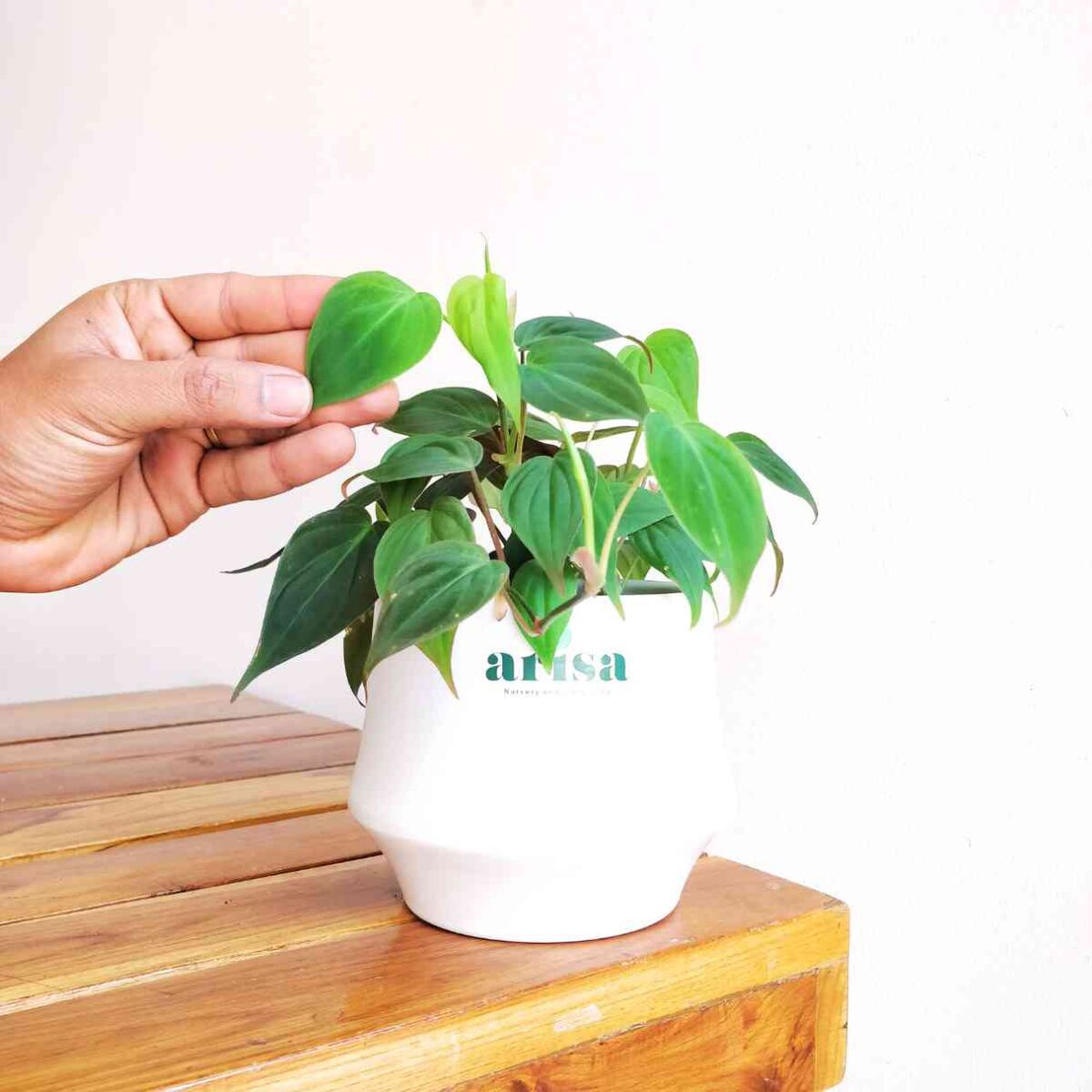 Philodendron Micans Plant