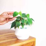 Philodendron Micans Plant