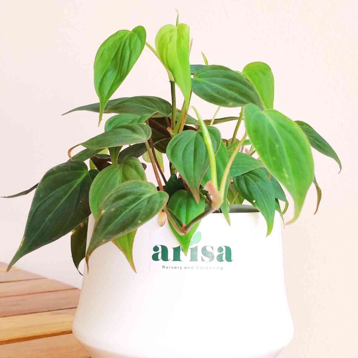 Philodendron Micans Plant