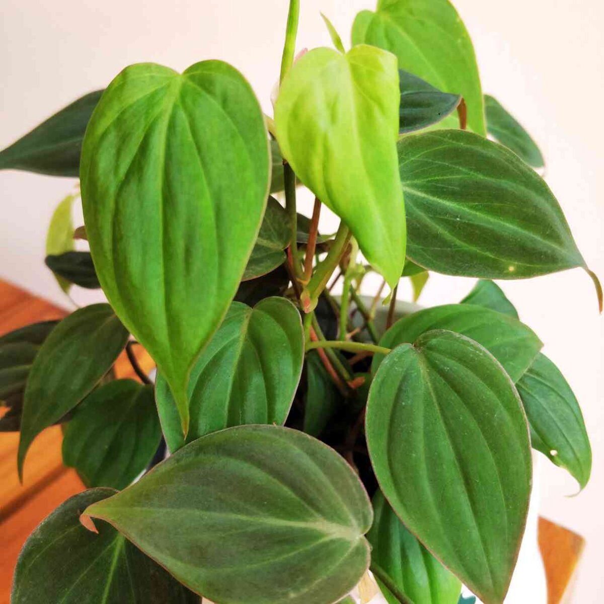 Philodendron Micans Plant