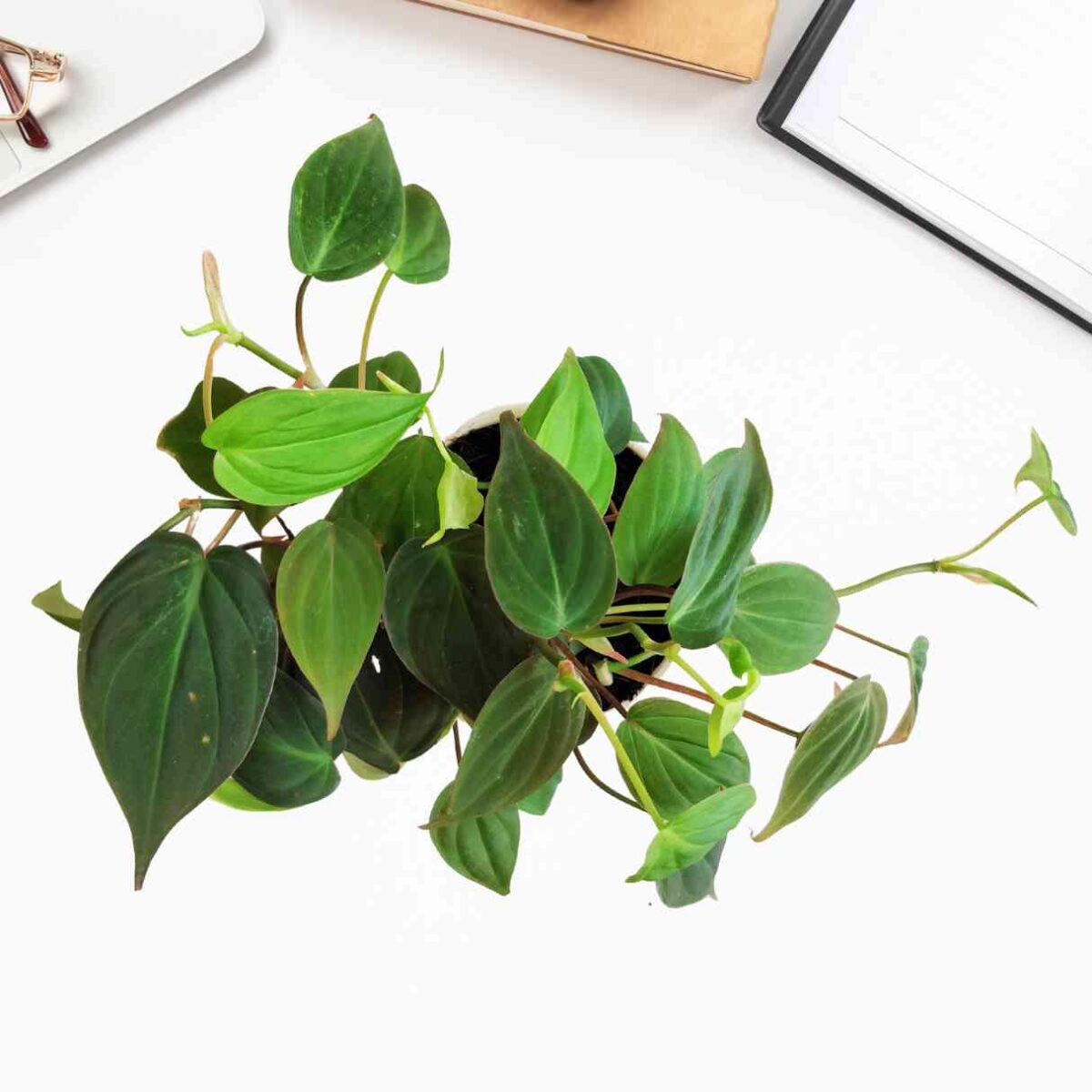 Philodendron Micans Plant
