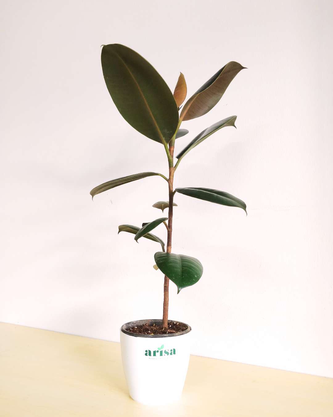 Rubber Plant Decora 1 Rubber Plant Decora 1
