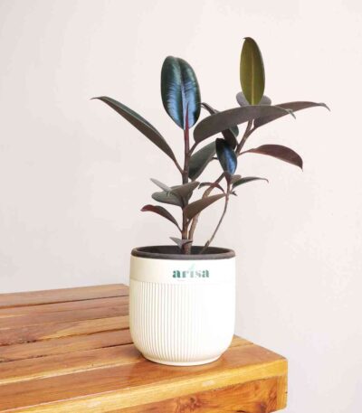 Rubber Plant Decora