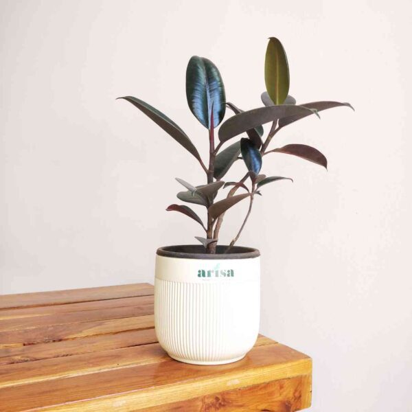 Rubber Plant Decora