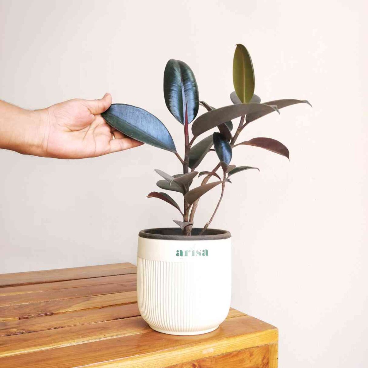 Rubber Plant Decora