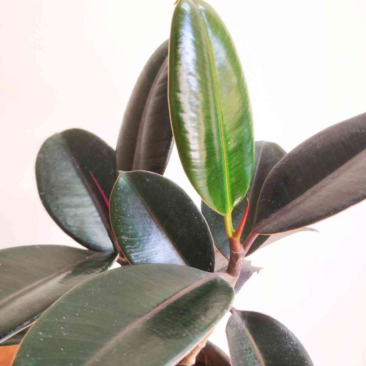 Rubber Plant Decora