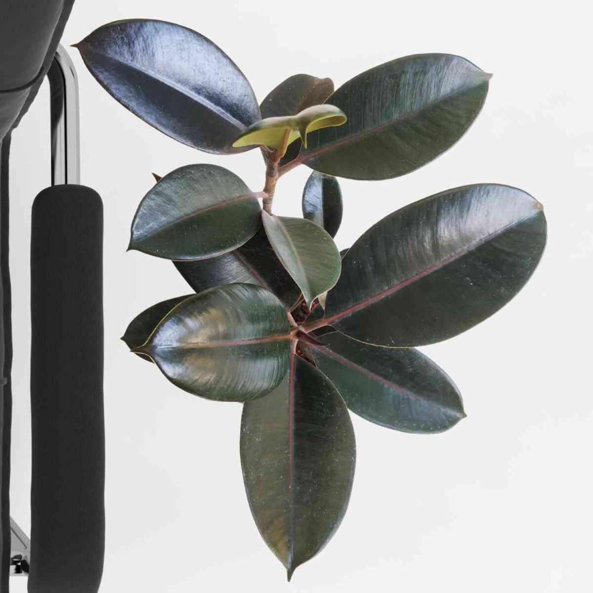 Rubber Plant Decora